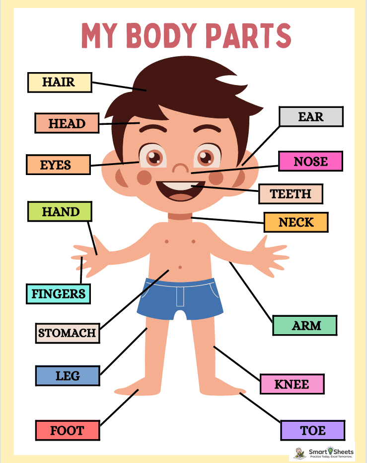 My body parts labeling worksheet